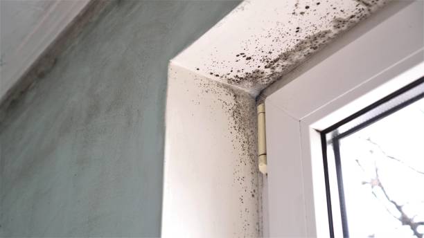Professional Mold Remediation in Sugarland Run, VA
