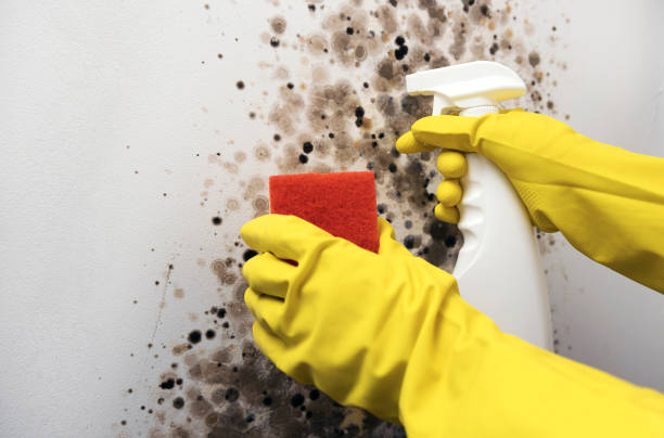 Best Bathroom Mold Remediation in Sugarland Run, VA